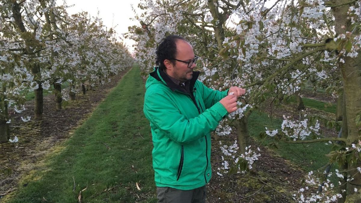 Overleeft het fruit de nachtvorst?