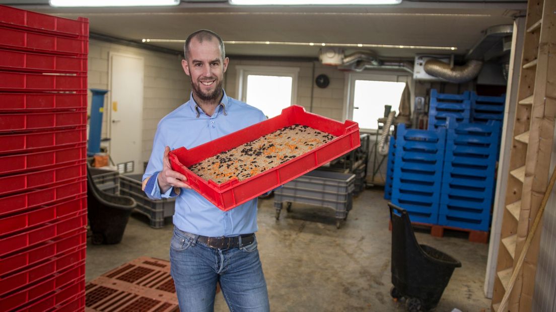 Janmar Katoele produceert meelwormen met zijn bedrijf Wadudu in Beilen