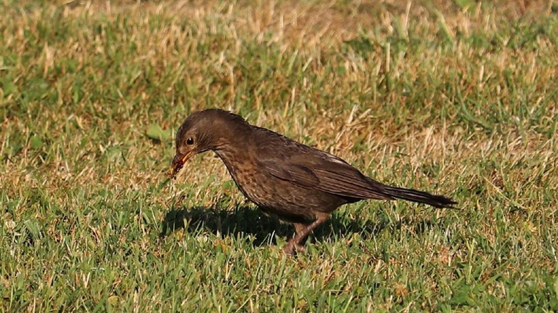 Fotograaf Evie Koolenbrander Bron: Omroep Gelderland