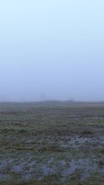 Kraanvogels bij Drentse Aa