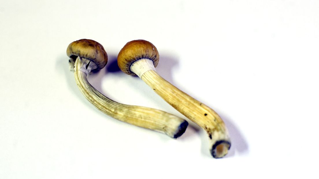 Een bijzondere paddenstoel wordt er straks gekweekt in Hooghalen (Rechten: ANP/Evert-Jan Daniels)