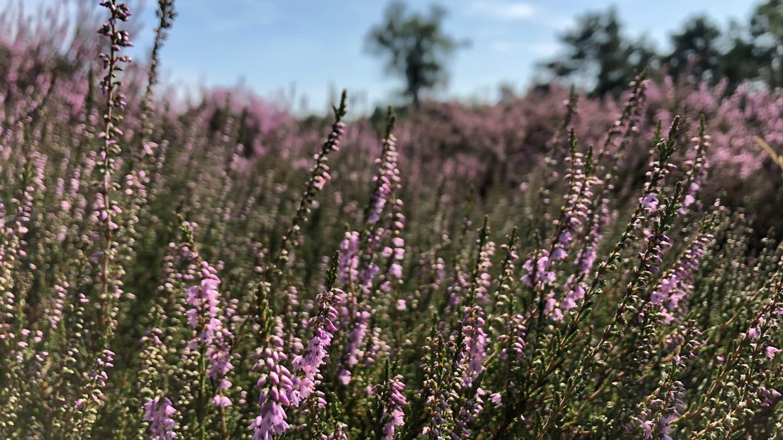 Europese regels schrijven voor dat stikstof beperkt moet worden om de biodiversiteit te beschermen