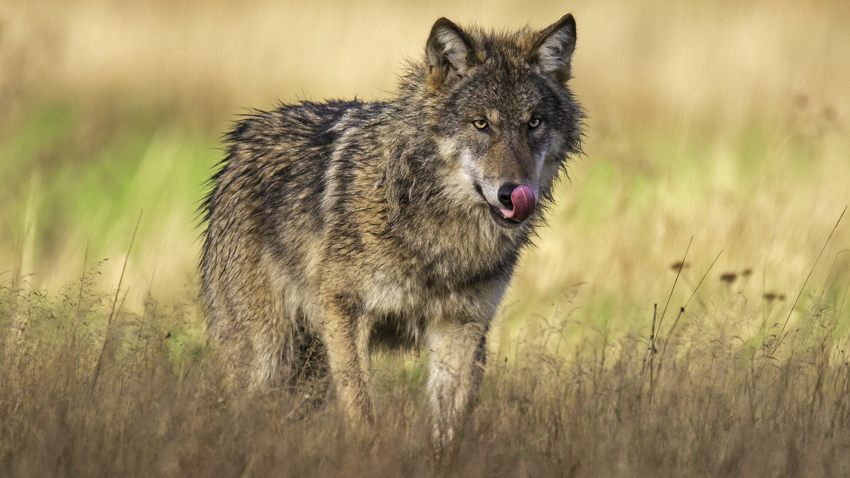 Drentse wolf heeft ander dieet dan andere Nederlandse wolven