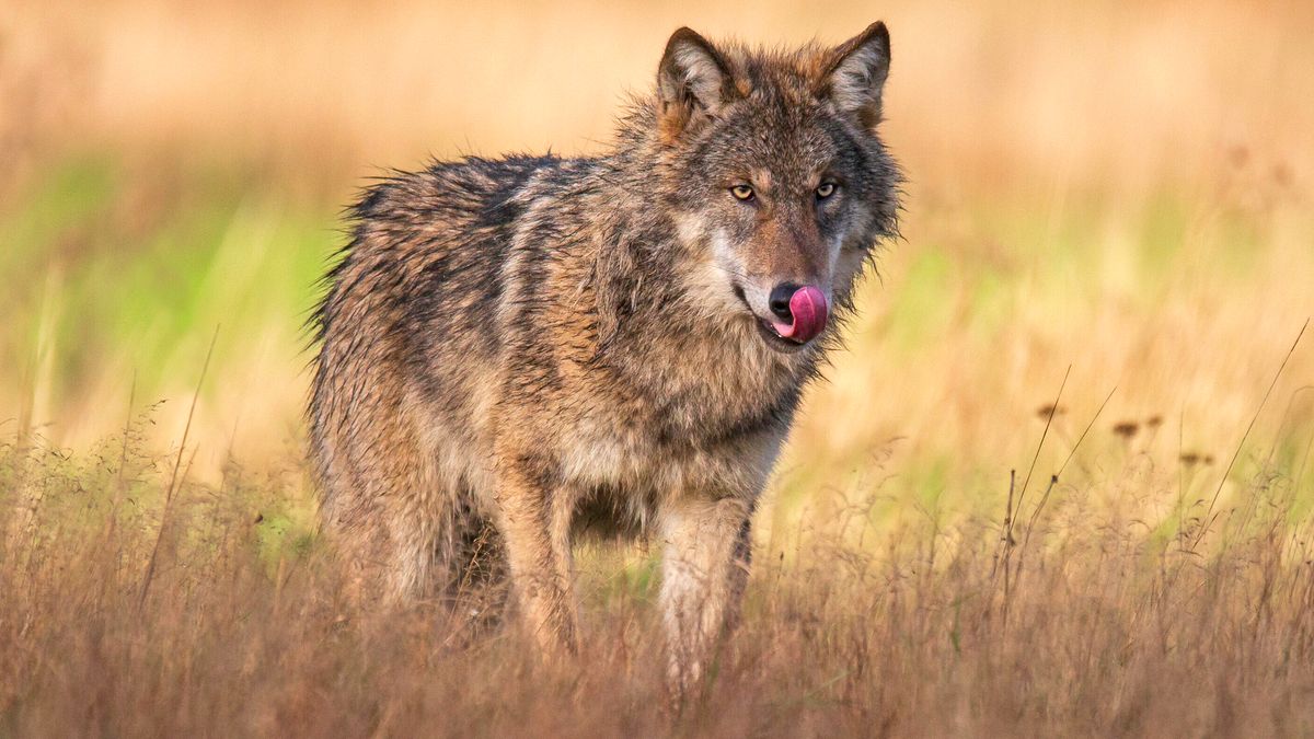 Drentse wolf heeft ander dieet dan andere Nederlandse wolven