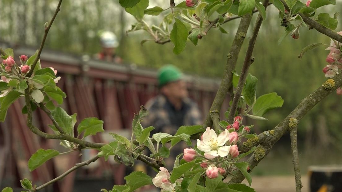 Brugdelen die in kranen hangen tussen bomen die in bloei staan. Dat is het beeld vrijdag van de voorbereidingen voor de 25e Rode Kruis Bloesemtocht die zaterdag in Geldermalsen van start gaat.
