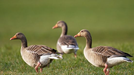 Friese boer gebruikt laser om ganzen te verjagen: "Het is een verzekeringspremie" Nieuws
