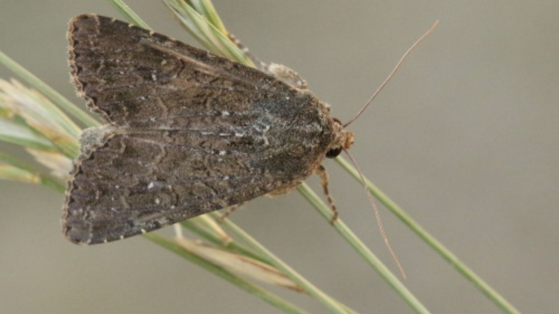 Vlinder Zeeuwse grasworteluil gaat door het leven met een nieuwe naam