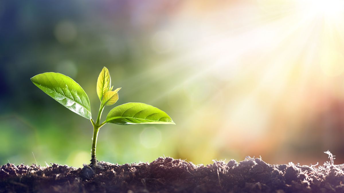 BASF blijft investeren in Nunhems Zaden