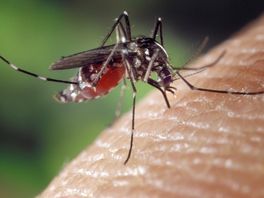 'We kunnen lokaal veel muggen verwachten, maar het wordt geen plaag'