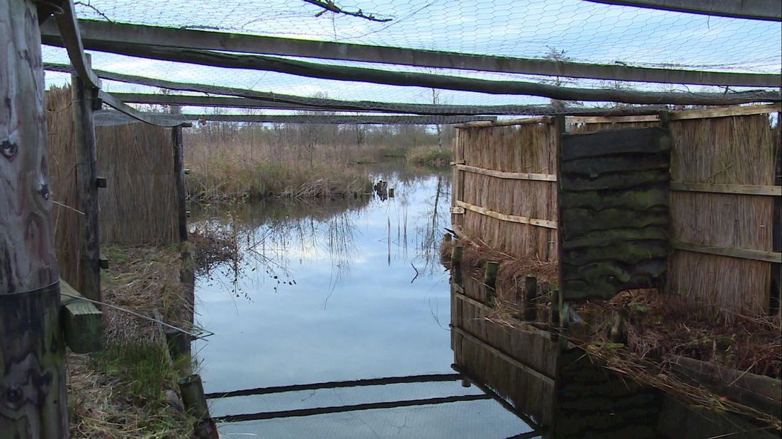 De Weerribben in de Kop van Overijssel