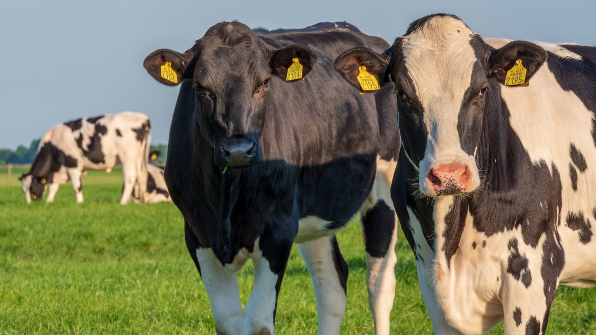Gemeentes in Zuidoost-Fryslân kritisch op stikstofaanpak provincie: 