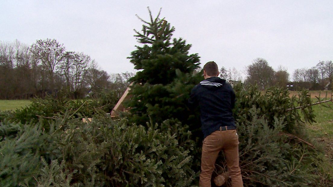 Scouts in Burgh-Haamstede: Alle kerstbomen verzamelen!