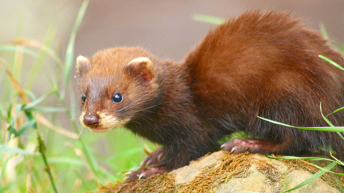 Bunzingen, bevers en bosmuizen - allemaal nemen ze de faunatunnel bij Leuth