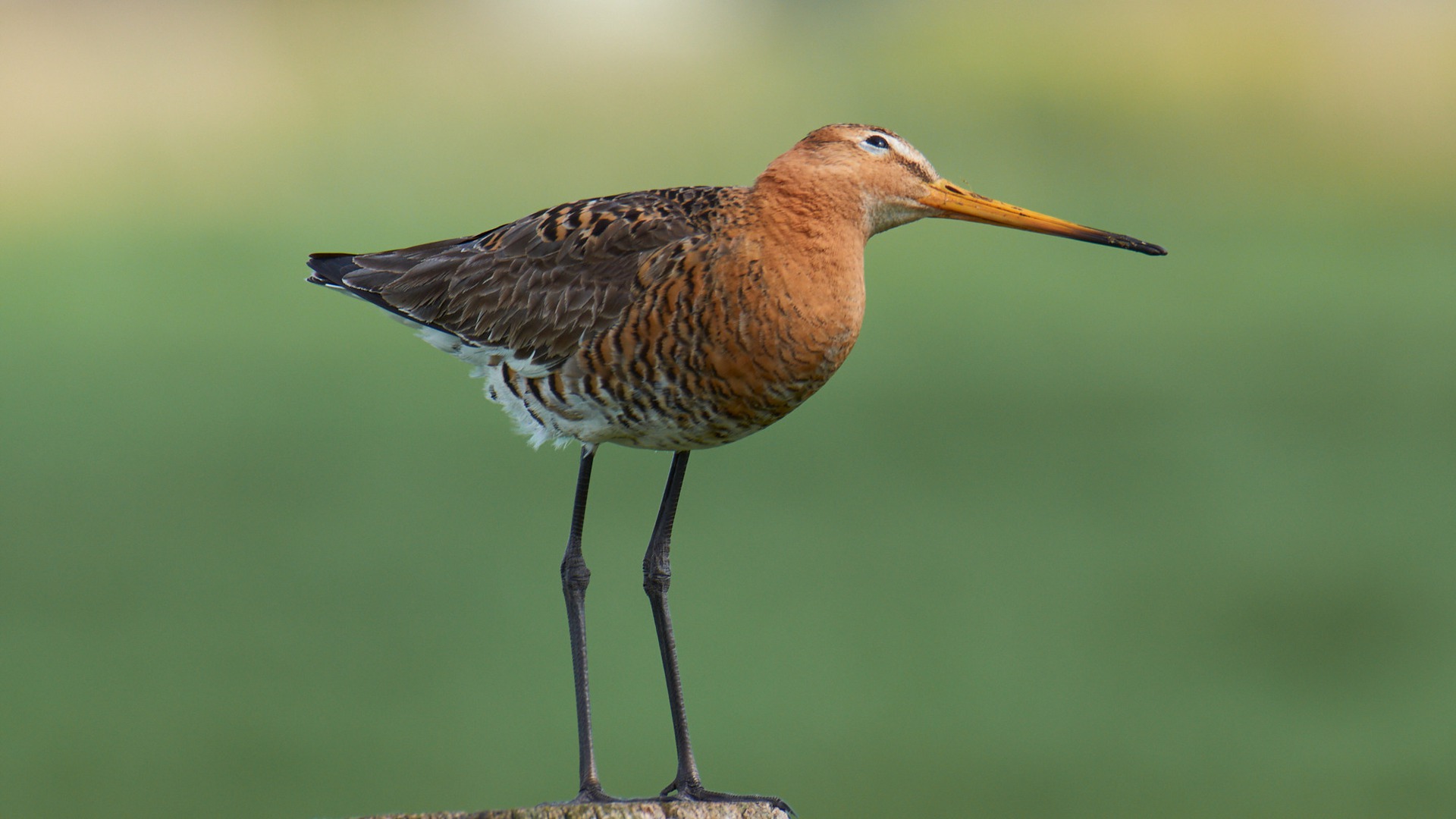 Skries op in pealtsje yn de Blokhússleatpolder
