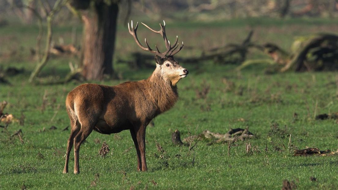 Het edelhert is een fors dier, de schouderhoogte van het mannetje kan 140 centimeter zijn (Rechten: Saxifraga/Luc Hoogenstein)