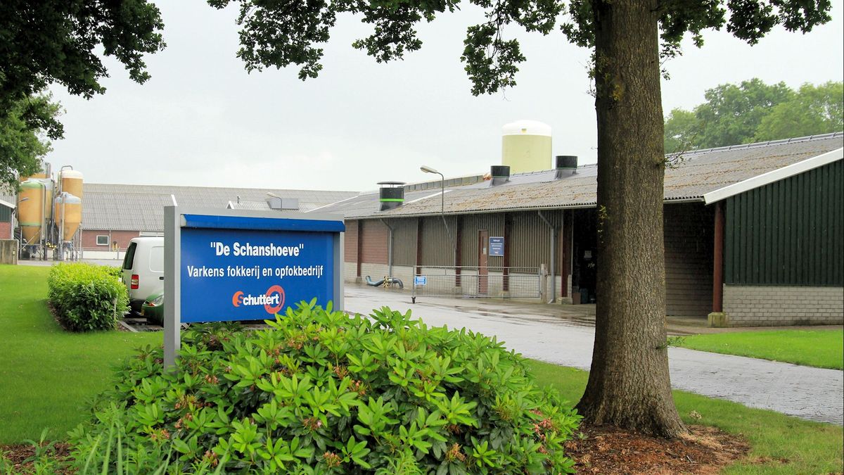Varkenshouder Beerzerveld mag uitbreiden, ondanks kritiek uit de buurt