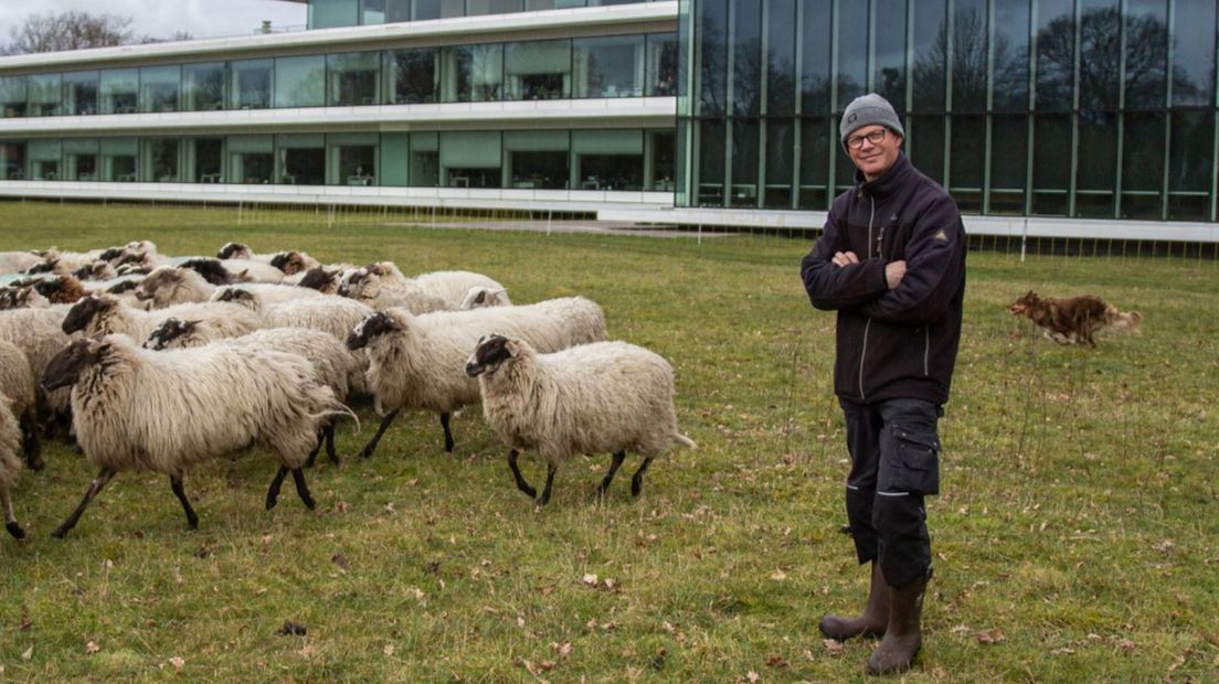 Nico Buitenkamp met zijn kudde bij het gemeentehuis in Vries
