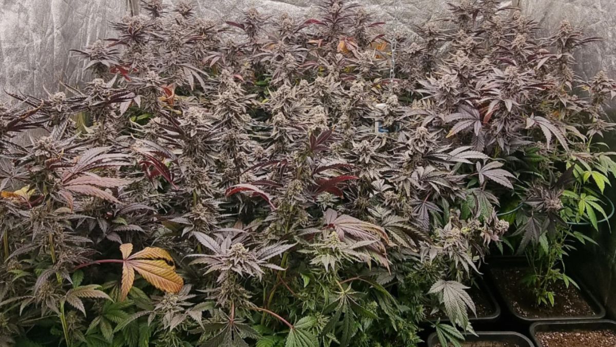 Bewoner Guttecoven wordt uit huis gezet na vondst hennepkwekerij