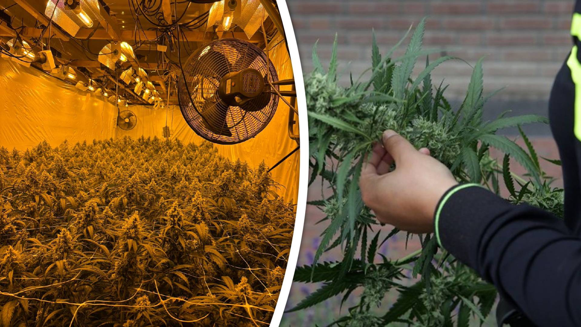 De politie heeft in een bedrijfspand hennepplanten ontdekt.