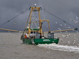 Advies voor de Wadden en Noordzeekust: garnalenvisserij moet krimpen