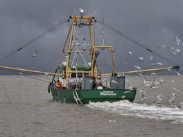 Advys foar it Waad en Noardseekust: garnalefiskerij moat krimpe