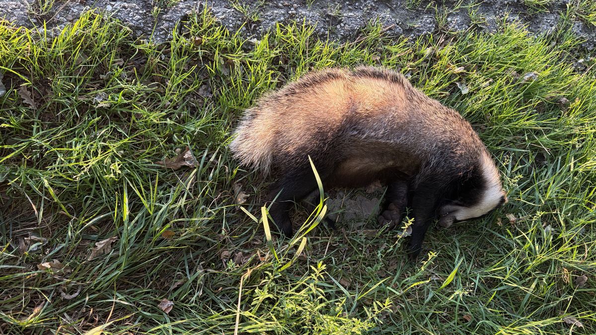 Dode das gevonden bij De Onlanden: 'Zo'n populatie wordt echt verstoord'