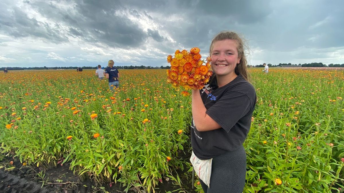 Vekaansiewark: Sanne (18) plukt bloemen in Bovensmilde voor haar vakantiegeld