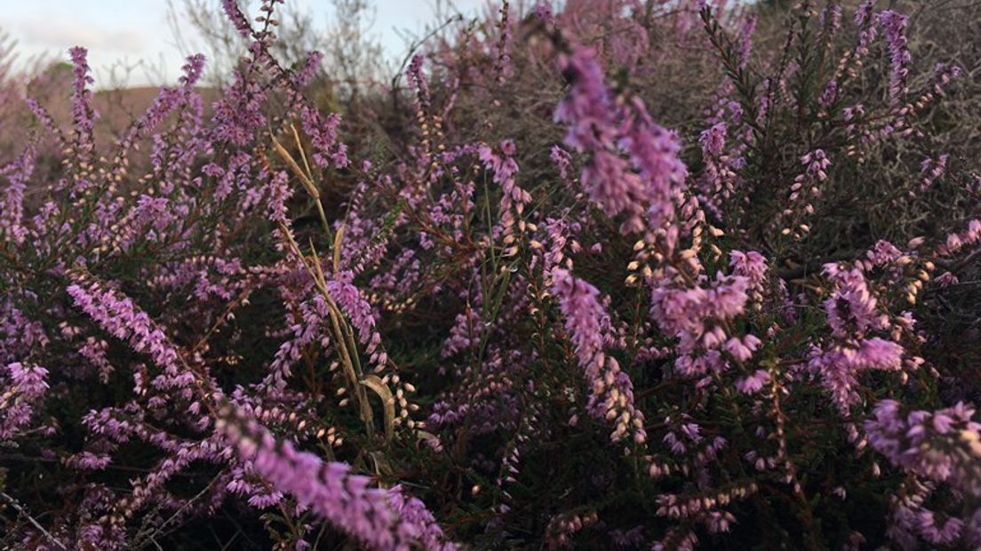 De bloeiende heide op De Hoge Veluwe trekt veel bekijks. Wie ook thuis wil genieten van de paarse bloemetjes, mag dit weekend gratis een bosje hei komen knippen.