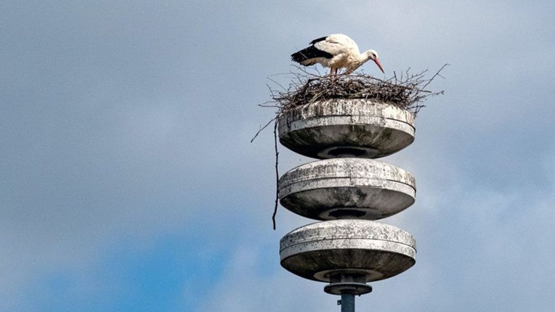 De ooievaars op het luchtalarm