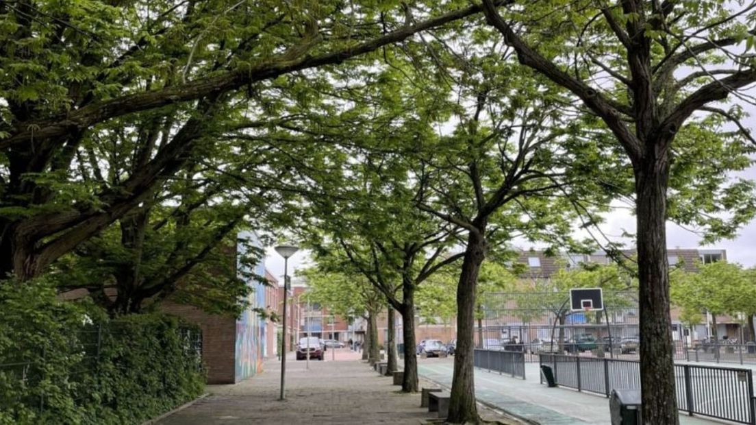 Bomen op Meester de Bruinplein - PvdD
