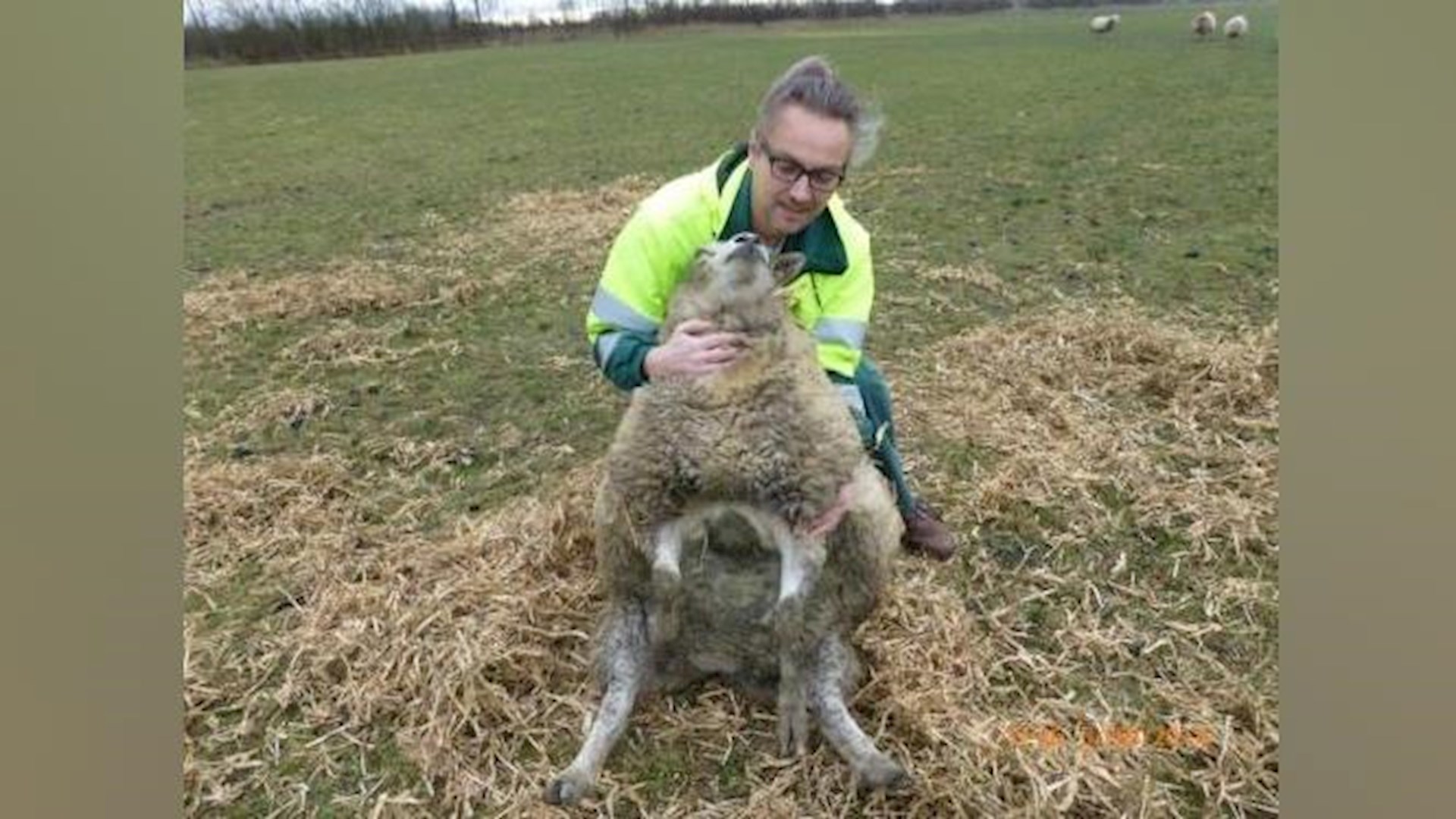 Schaap op de kop? Zo zet je 'm rechtop! - RTV Oost