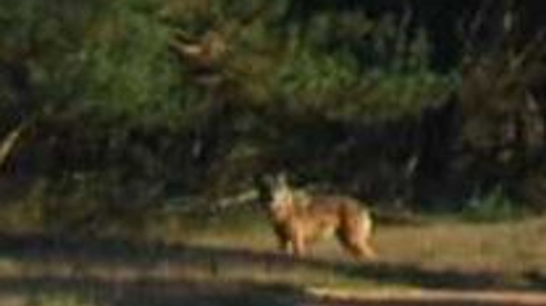 Op de Veluwe is een wolf gesignaleerd, meldt de provincie Gelderland. Op basis van foto's hebben experts van Wolven in Nederland en het Lupus Institut in Duitsland bevestigd dat het om een wolf gaat.