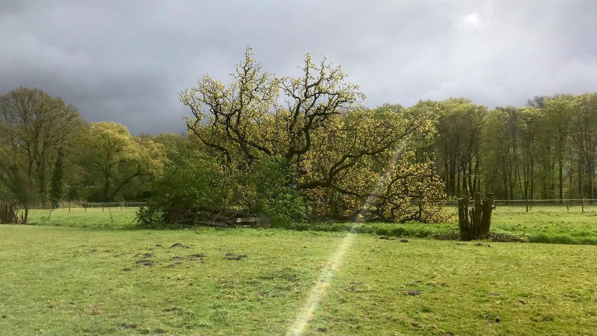 250 jaar oude eik geveld door storm: 'Hij voelde als een vriend'