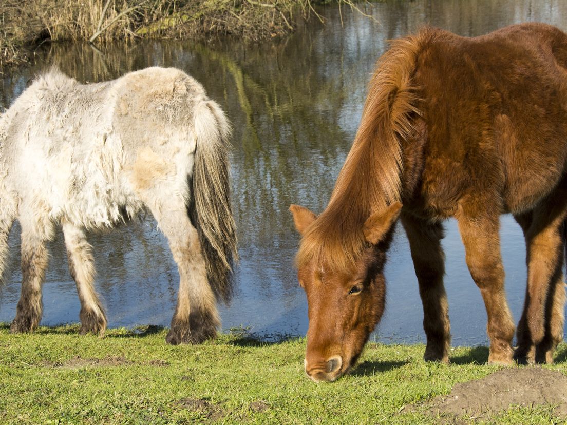 Twee Konikpaarden op de Landtong Rozenburg. Het paard rechts heeft een afwijkende kleur.