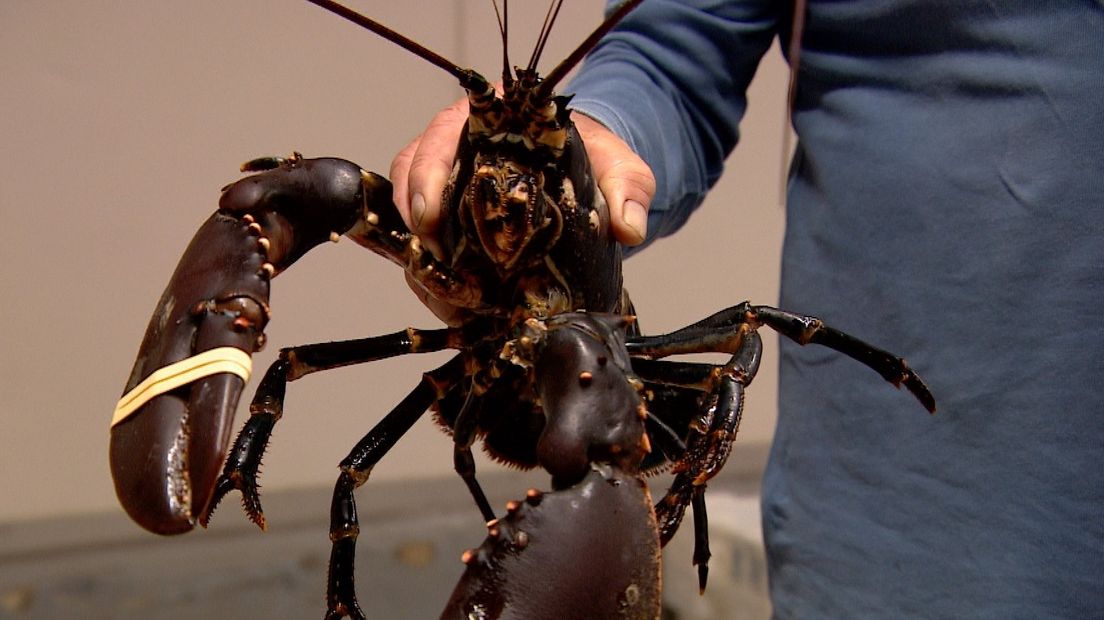 Kreeft heeft last van kou, kiloprijs veel hoger dan vorig jaar