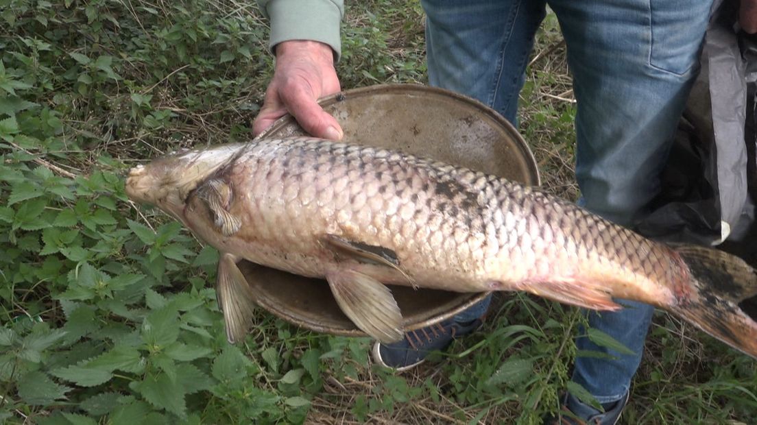 Een dode karper die uit het water van polderpark Cronesteyn werd gehaald