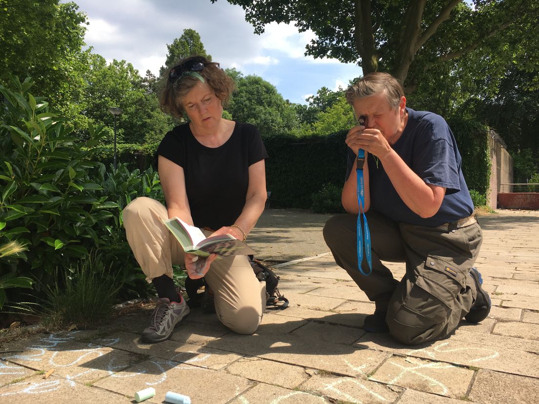 Astrid Priester en Melitta van Bracht van de Botanische Tuin Afrikaanderwijk onderzoeken stoepplantjes in de Afrikaanderwijk in Rotterdam-Zuid