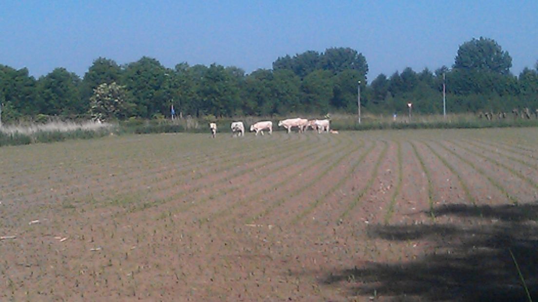 De kudde koeien die donderdagavond voor commotie zorgde langs de Ophemertsedijk in Tiel is opnieuw losgebroken.