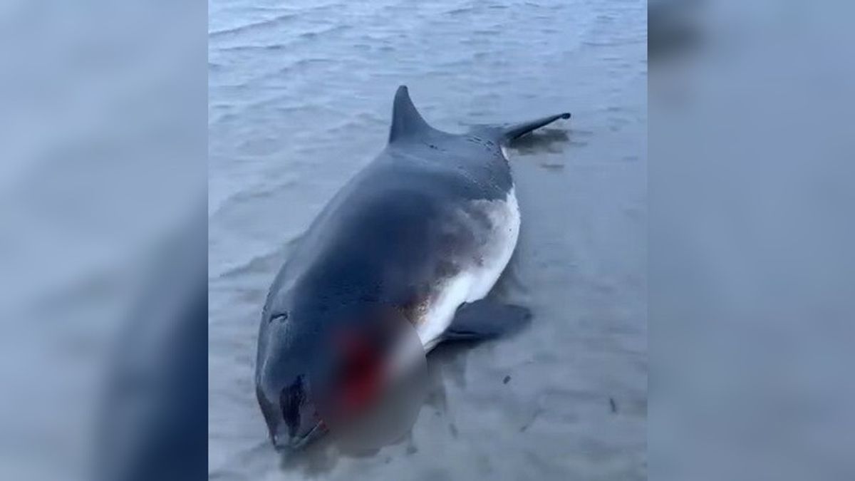 Aangespoelde bruinvis van Ameland laten inslapen | Seinstoring bij Hurdegaryp