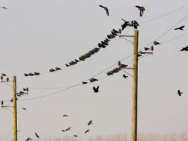 Al die zwarte vogels lijken op elkaar: kraai, raaf, roek of kauw, welke is het nou?