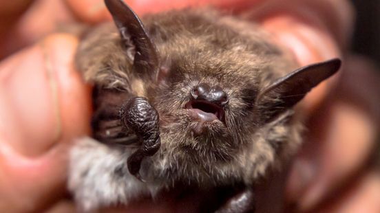 Overtreden vleermuisregels bij station Europapark kost Groningen 100.000 euro