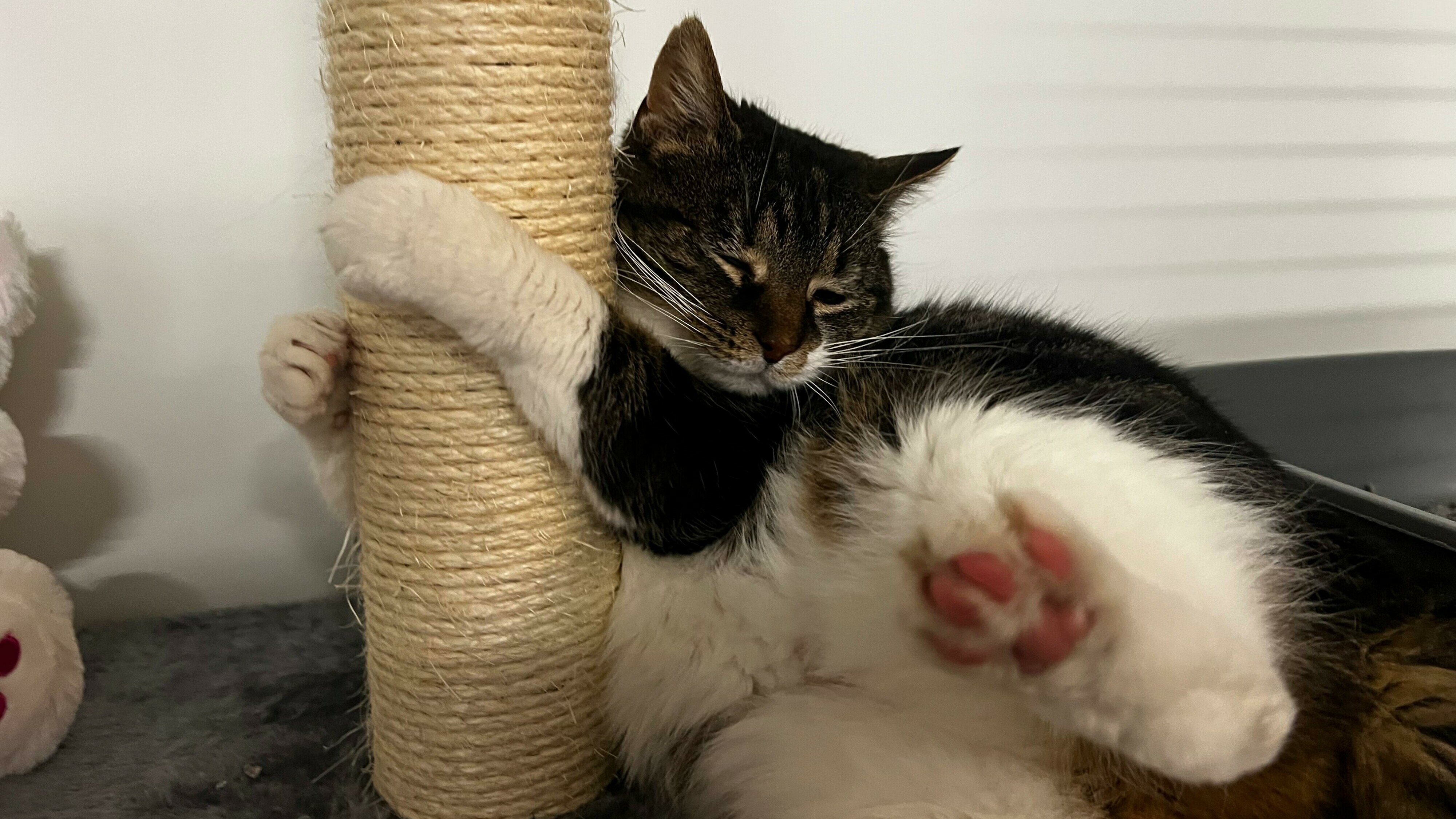 Asielpoes Rosa maakt het goed na operatie, maar kan nog niet naar een nieuw thuis