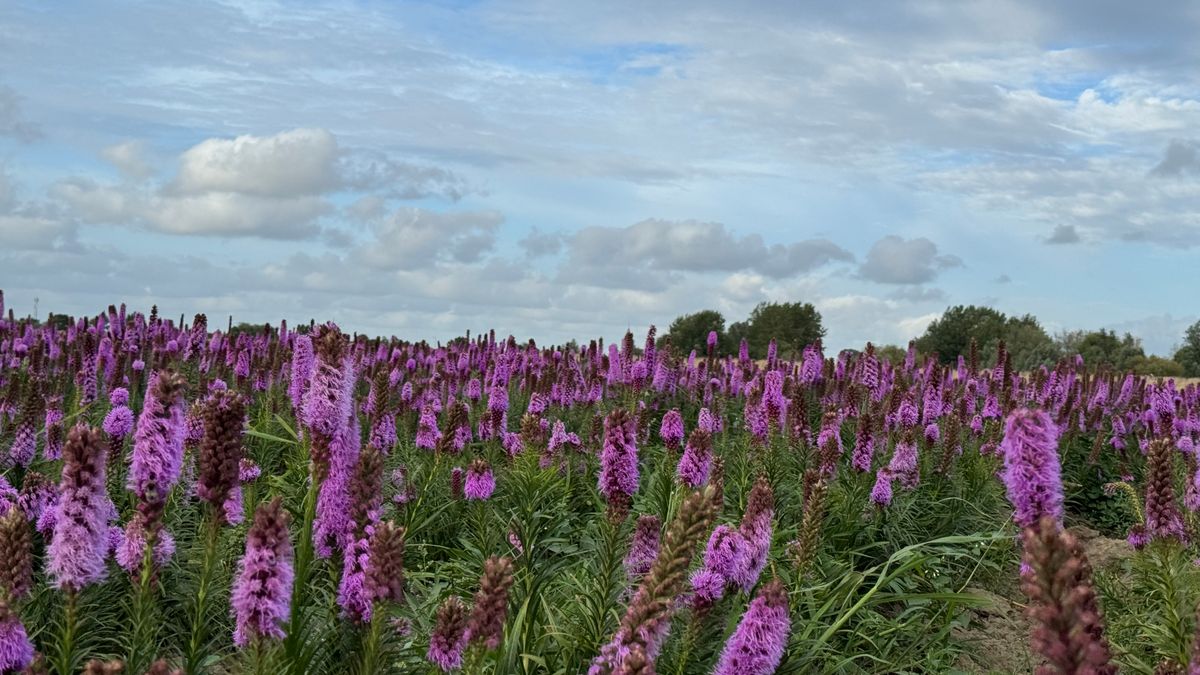 Floraroute zet unieke natuur op Tholen in het zonnetje