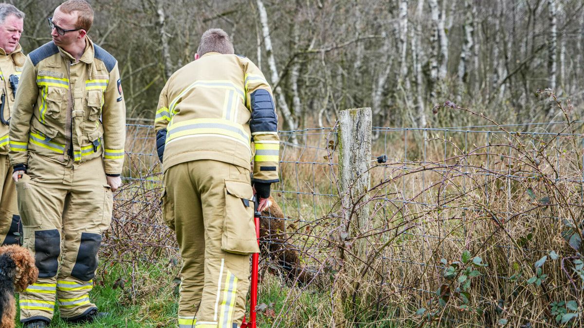 Hulpdiensten kunnen beklemde reebok niet meer redden
