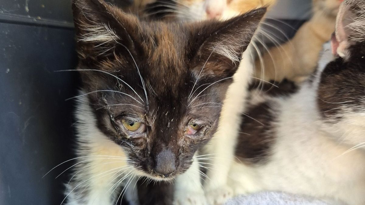 Verwaarlozing van dieren: Wanneer en hoe grijp je in?