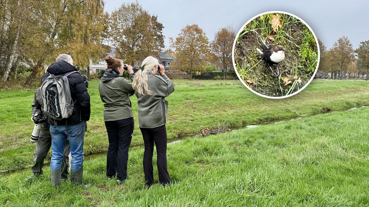 'Gouden kans' in Assen: zeldzame spreeuw duikt op in wijk Marsdijk