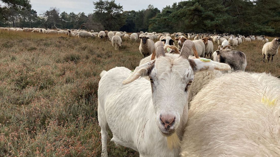 De kudde in Haaksbergen bestaat naast schapen ook uit enkele geiten.