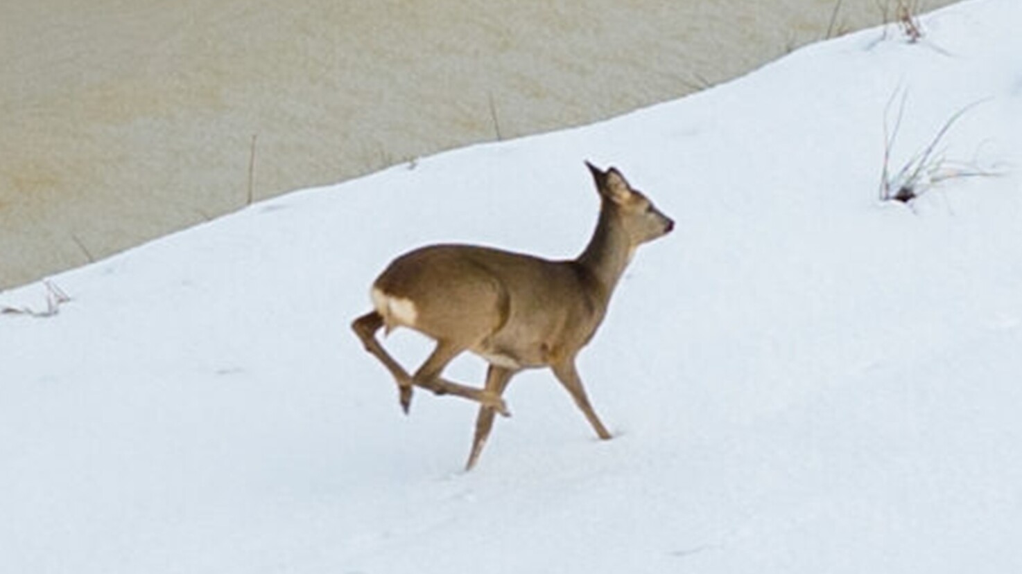 In sprint troch it winterwyt: reeën drave troch in wintersk Twellingea