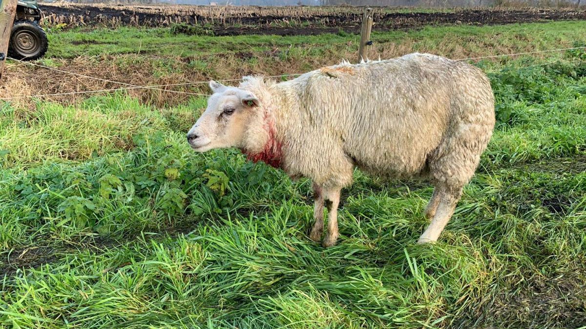 Wolfaanval bij Dwingeloo bewezen, andere gevallen onduidelijk