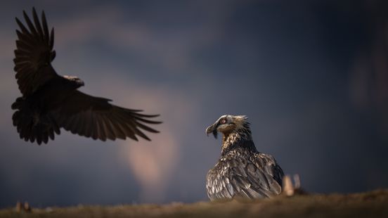 Kerkradenaar euforisch over winst internationale fotowedstrijd: ontmoeting tussen raaf en baardgier Home